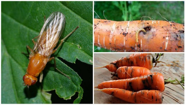 Как выглядит морковная муха
