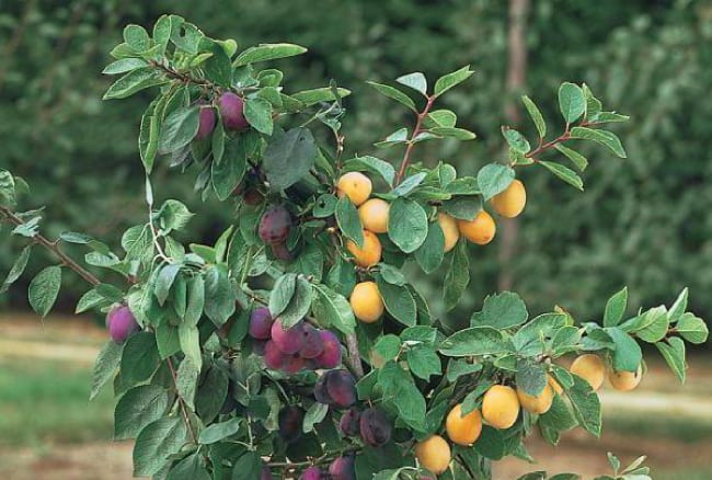 Дерево с плодами сливы и абрикоса
