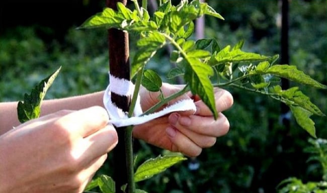 Подвязывание куста томата к опоре