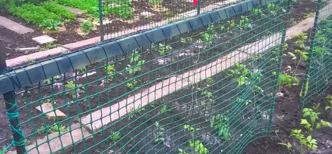 Использование пластиковой сетки в качестве крепления помидоров