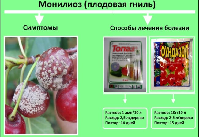 Препараты от плодовой гнили и симптомы заболевания вишни