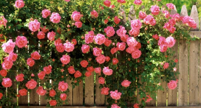 Изгородь из розовых роз