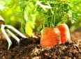 Как посеять морковь, чтобы потом не прореживать
