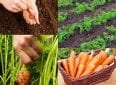 Как сажать морковь семенами в открытый грунт