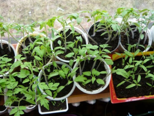 Зола для рассады помидоров: как настоять и подкормить удобрением
