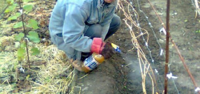 Оработка винограда перед укрыванием на зиму