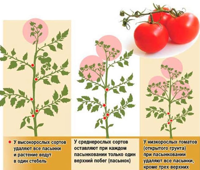 Пасынки томатов на схеме