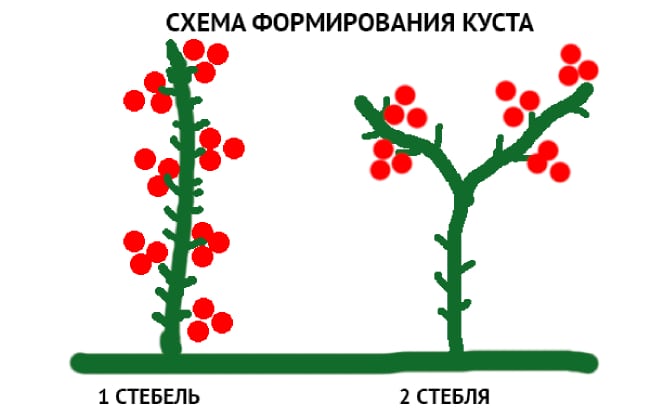 Пасынкование помидоров в 1 и 2 стебля