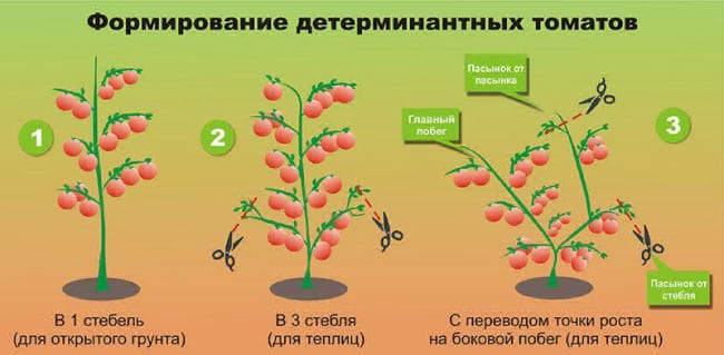 Как формировать детерминантные томаты