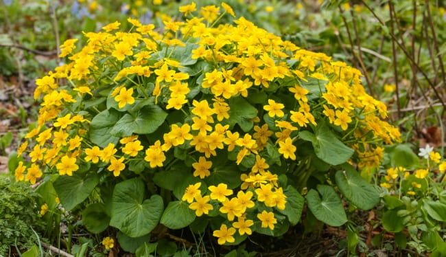 Желтые цветы калужницы болотной