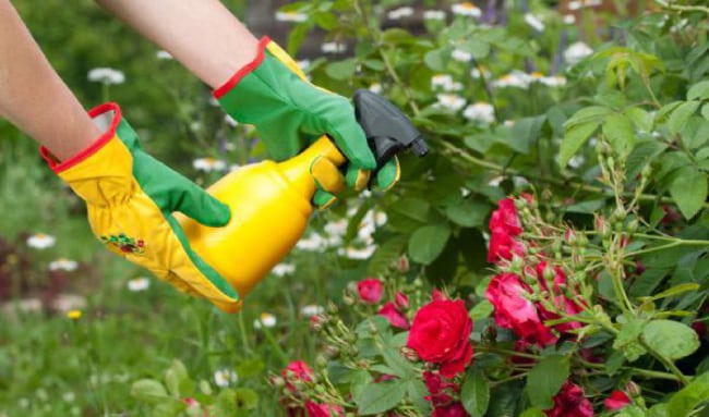 Опрыскивание садовых роз