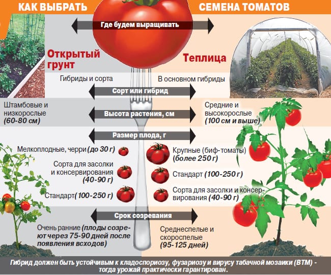 Сорта помидоров для посадки на рассаду