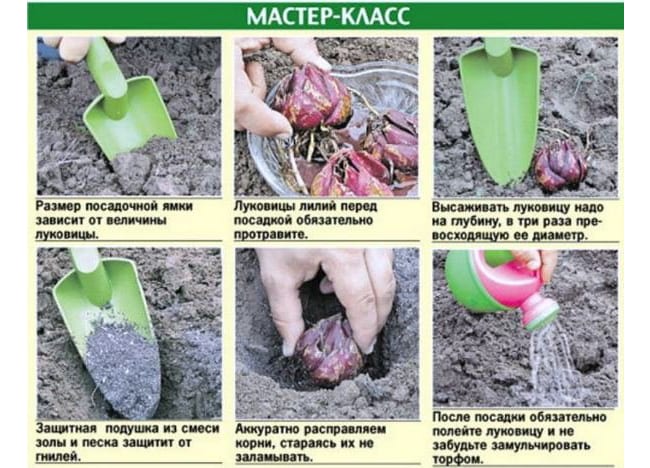 Мастер-класс по выращиванию лилии из луковицы