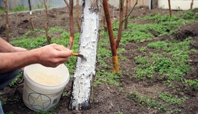 Обработка плодовых раствором с медным купоросом