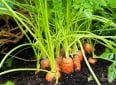 Как ухаживать за морковью в открытом грунте
