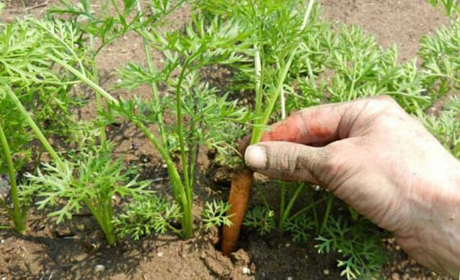 Второе прореживание моркови
