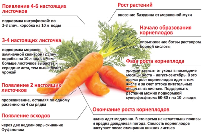 Этапы подкормки моркови