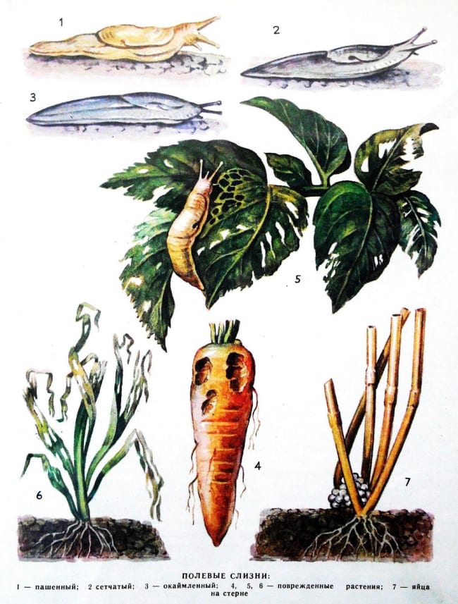 Слизни - вредители моркови