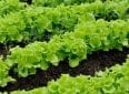 Как сеять салат