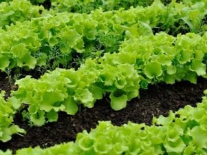Как сеять салат
