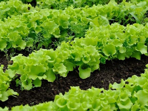 Выращивание листового салата из семян в домашних условиях, теплице и открытом грунте когда сажать. Когда сажать салат