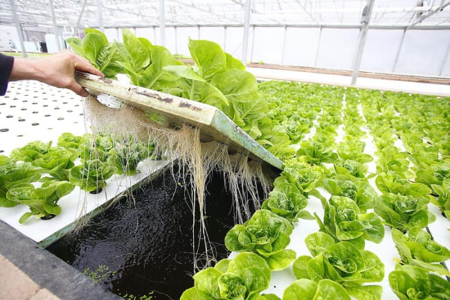 Метод гидропоники для выращивани салата