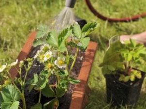 Чем обработать клубнику во время цветения