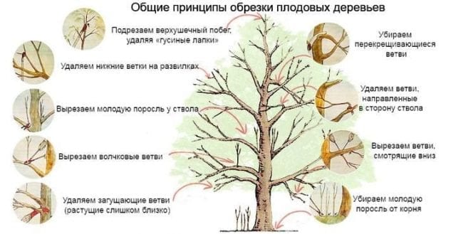 Правила обрезки плодовых деревьев