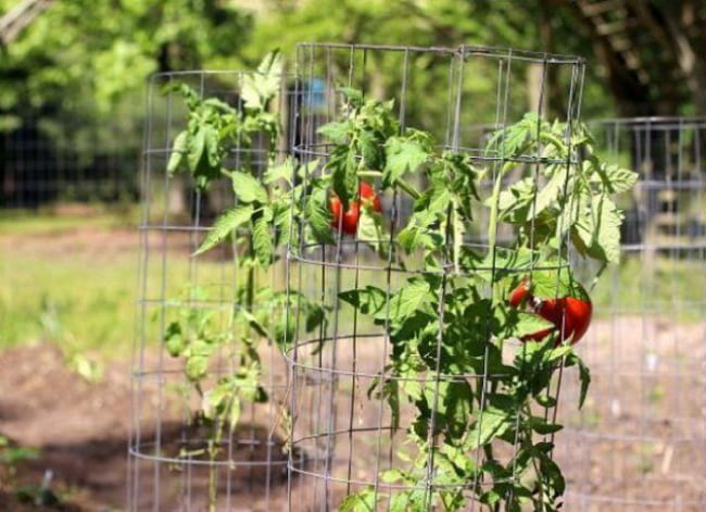 Метод подвязывания томатов к проволоке