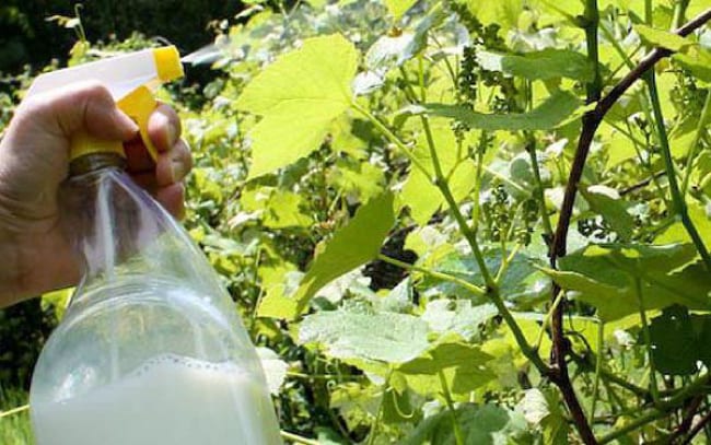 Опрускивание винограда Ридомилом Голд