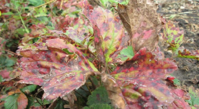 Бурая пятнистость на клубничных листьях