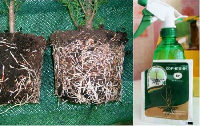 Корни растения до и после использования корневина