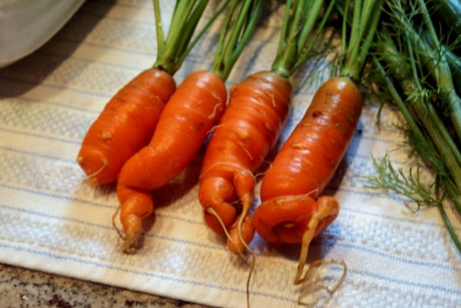Морковь, выращенная при неправильном поливе
