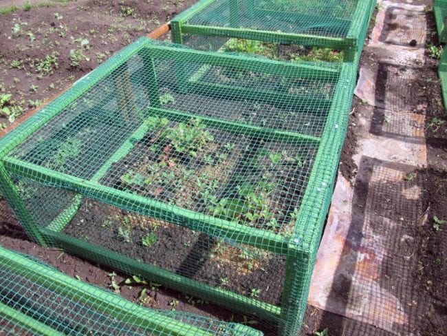 Ящик для выращивания клубники с сеткой против птиц