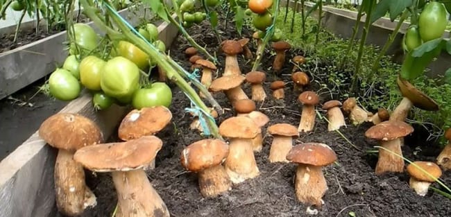 Мицелий белого гриба как выращивать под плодовыми деревьями