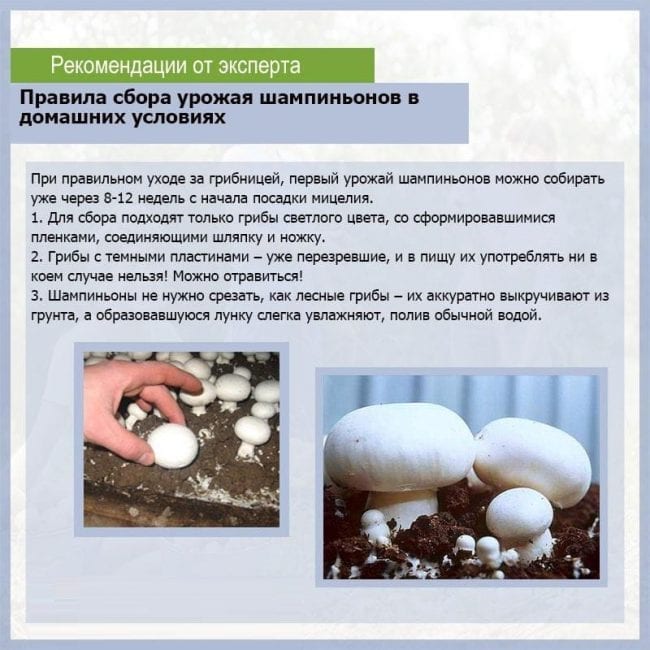 Мицелий белого гриба как выращивать под плодовыми деревьями
