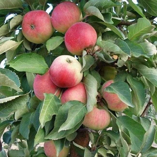Плоды на яблоне сорта Васюган