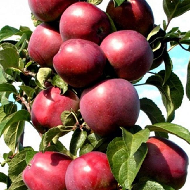Плоды яблони Останкино