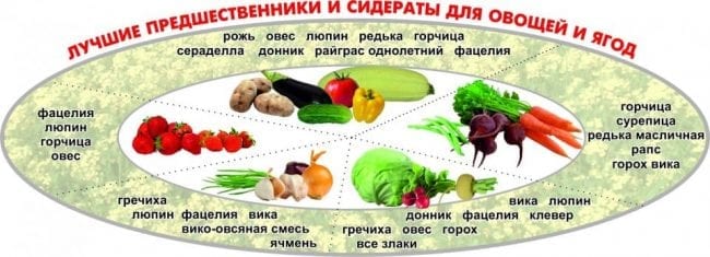 Сидераты и предшественники для ягод и овощей