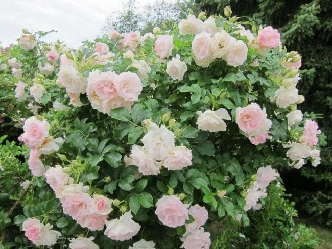 Парковые розы Ритаусма