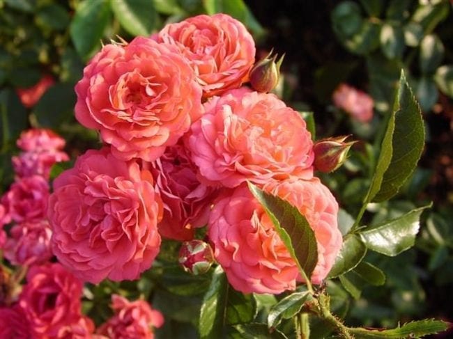 Сорт полиантовых роз Оранж Триумф