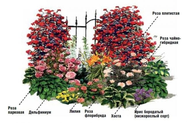 Растения для розария на схеме