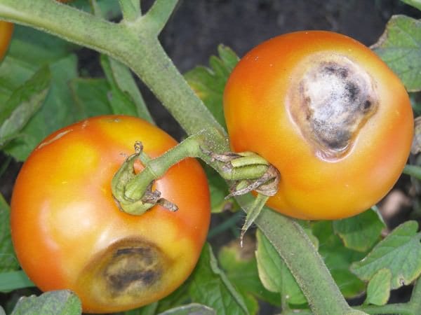 Бурая гниль на помидорах