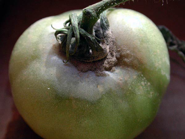 Плод томата, пораженный серой гнилью