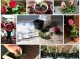 Как посадить розу из букета