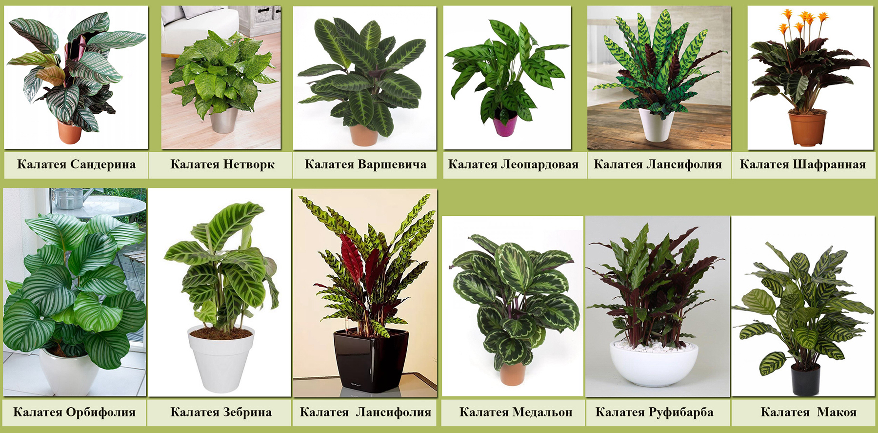 Комнатные растения разновидности фото