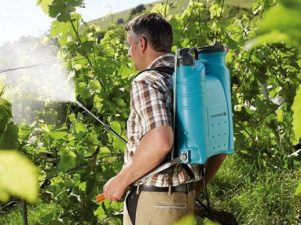 Как поливать виноград летом