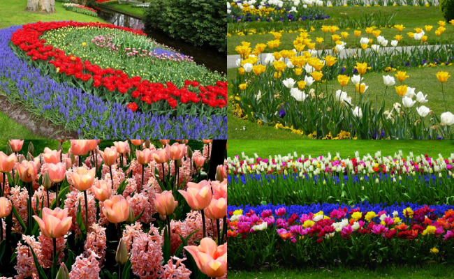 Клумбы из тюльпанов и других цветов