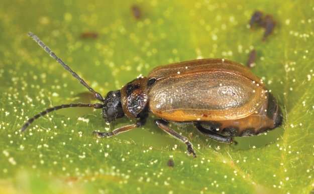 Земляничный листовой жук на клубнике
