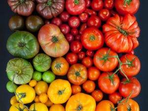 Новые сорта томатов на 2019 год для теплиц и открытого грунта